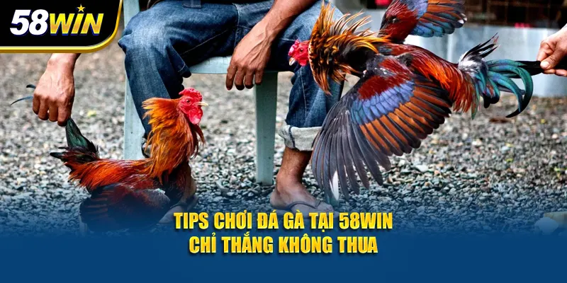 Tips chơi đá gà tại 58Win chỉ thắng không thua